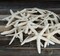 Finger Starfish White Uniquely Shaped Assortment 2" to 5" 15 Pieces Craft Starfish Imperfect Starfish for Craft and Decoration